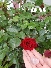 Rosa