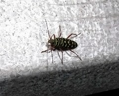 Placosternus crinicornis