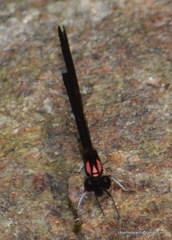 Heliocypha bisignata