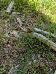 Sanicula bipinnatifida