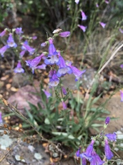 Penstemon inflatus