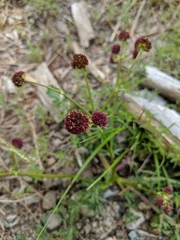 Sanicula bipinnatifida