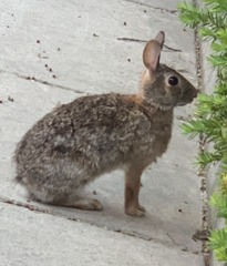 Sylvilagus floridanus