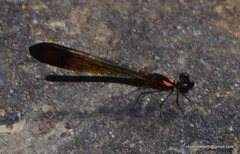 Heliocypha bisignata