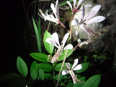 Dictamnus dasycarpus