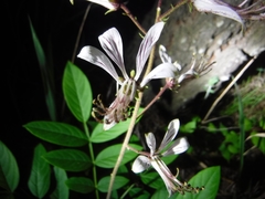 Dictamnus dasycarpus