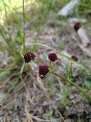Sanicula bipinnatifida
