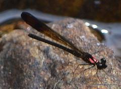 Heliocypha bisignata