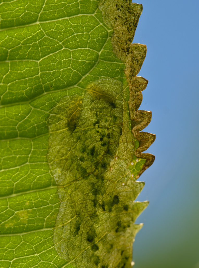 Agromyza dipsaci