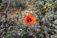 Calochortus kennedyi kennedyi