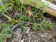 Sanicula bipinnatifida