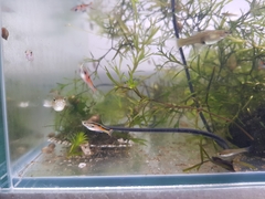 Poecilia wingei