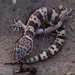 Tucson Banded Gecko - Photo (c) Lon&Queta, some rights reserved (CC BY-NC-SA)
