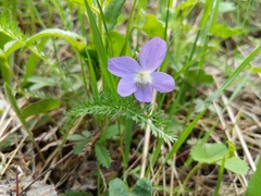 Viola novae-angliae