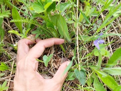 Viola novae-angliae