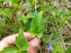 Viola novae-angliae