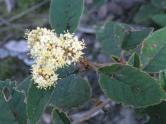 Pomaderris elliptica