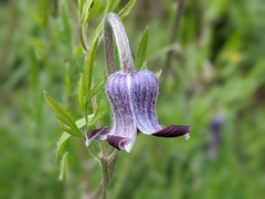 Clematis hirsutissima