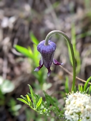 Clematis hirsutissima