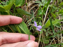Viola novae-angliae
