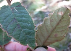 Pomaderris elliptica