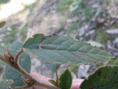 Pomaderris elliptica