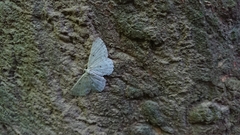Catoria sublavaria