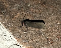 Virbia laeta