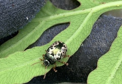 Calligrapha confluens