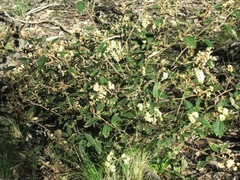 Pomaderris elliptica