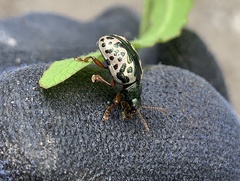 Calligrapha confluens