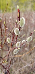 Salix planifolia