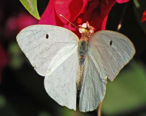 Giant White