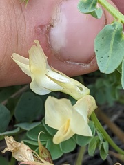 Astragalus beckwithii