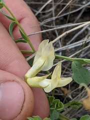 Astragalus beckwithii
