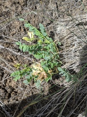 Astragalus beckwithii