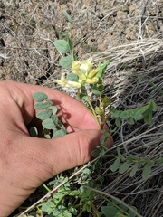 Astragalus beckwithii
