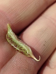 Astragalus beckwithii