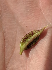 Astragalus beckwithii