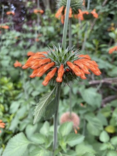 lion's ear