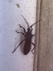 Ectrychotes andreae