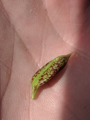 Astragalus beckwithii