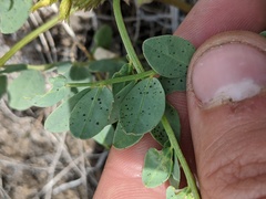 Astragalus beckwithii
