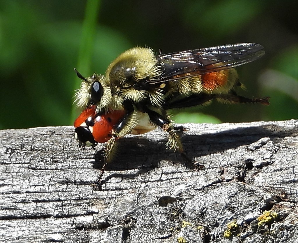 Red-spotted Laphria