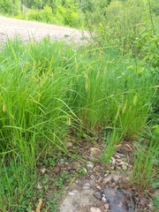 Carex arnellii