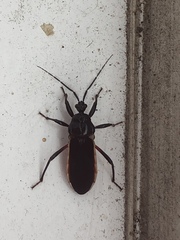 Ectrychotes andreae