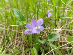 Viola novae-angliae