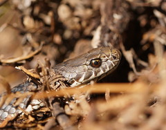 Highlands Copperhead photo 1