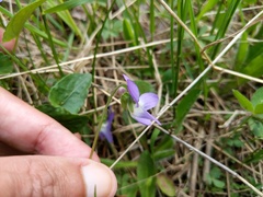 Viola novae-angliae