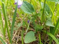 Viola novae-angliae
